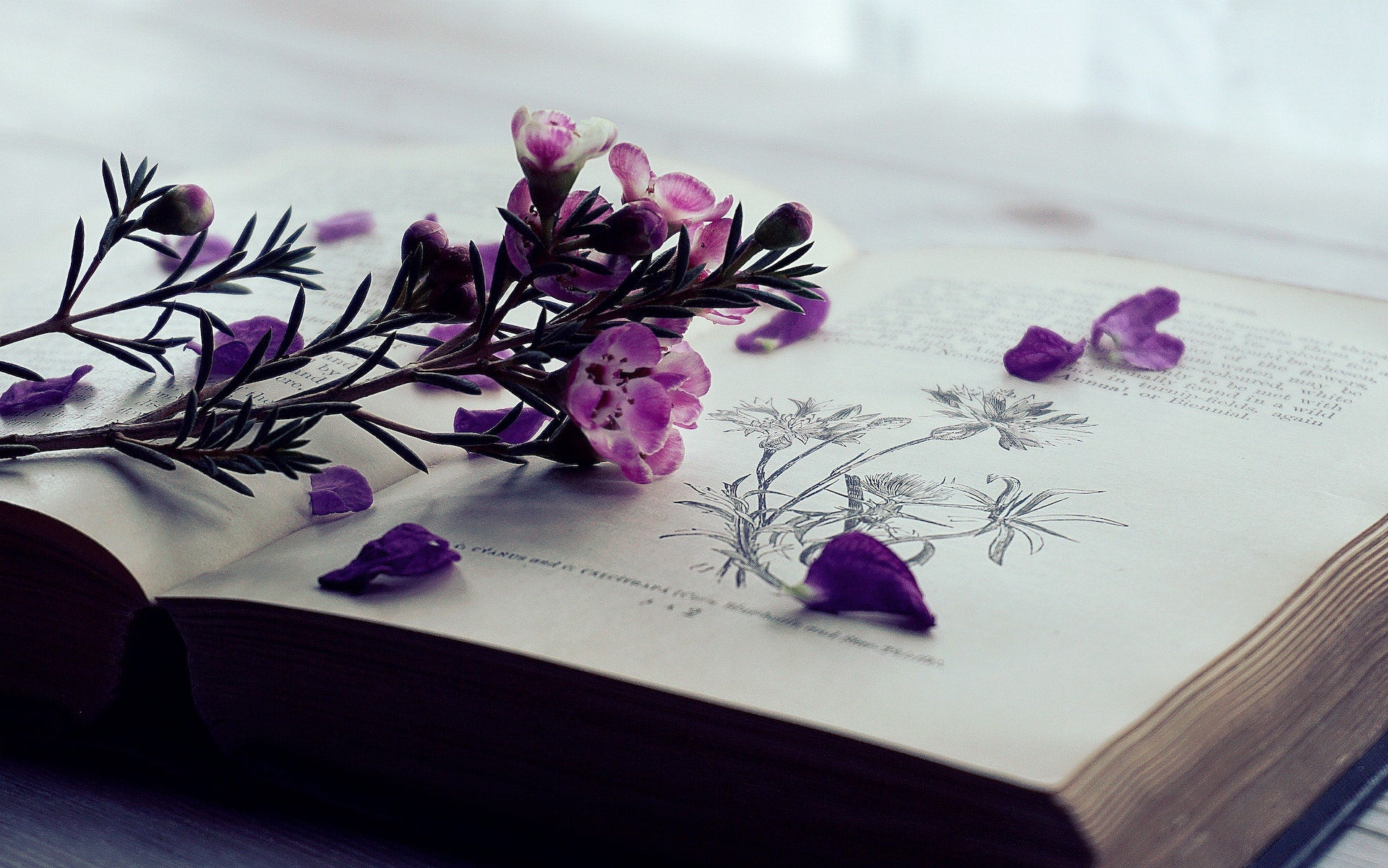 Open book with a pink flowers